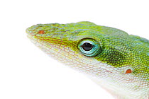 Green Anole (Anolis carolinensis) showing side view of head, Sabal Palm Sanctuary, Cameron County, Lower Rio Grande Valley, Texas, United States of America, North America, March. Meetyourneighbours.ne...