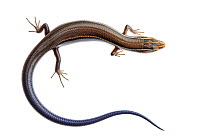Four-lined Skink (Eumeces tetragrammus) juvenile viewed from above, Sabal Palm Sanctuary, Cameron County, Lower Rio Grande Valley, Texas, United States of America, North America, March. Meetyourneighb...