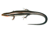 Four-lined Skink (Eumeces tetragrammus) profile, Sabal Palm Sanctuary, Cameron County, Lower Rio Grande Valley, Texas, United States of America, North America, March. Meetyourneighbours.net project