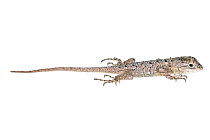 Texas Spiny Lizard (Sceloporus olivaceus) juvenile profile, Sabal Palm Sanctuary, Cameron County, Lower Rio Grande Valley, Texas, United States of America, North America, July. Meetyourneighbours.net...