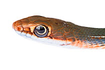 Schott's Whipsnake (Masticophis schotti schotti) showing side view of head, Sabal Palm Sanctuary, Cameron County, Lower Rio Grande Valley, Texas, United States of America, North America, November. Mee...