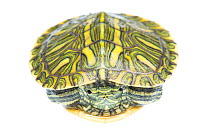 Red-eared Slider (Trachemys scripta elegans) juvenile portrait, Sabal Palm Sanctuary, Cameron County, Lower Rio Grande Valley, Texas, United States of America, North America, September. Meetyourneighb...