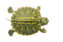 Red-eared Slider (Trachemys scripta elegans) juvenile viewed from above, Sabal Palm Sanctuary, Cameron County, Lower Rio Grande Valley, Texas, United States of America, North America, September. Meety...