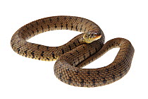 Grass snake (Natrix natrix) Barnt Green, Worcestershire, UK, July. Meetyourneighbours.net project