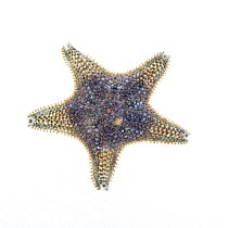 Cushion Star (Asterina gibbosa) from rock pool, County Clare, Republic of Ireland, August. Meetyourneighbours.net project