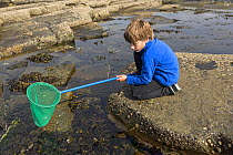Young boy rock pooling, Pollock Holes, Kilkee, County Clare, Republic of Ireland, May 2013. Model released. Meetyourneighbours.net project