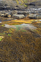Rock pools and Thong Weed (Himanthalia elongata) during spring tide, Ross, County Clare, Republic of Ireland, May 2013. Meetyourneighbours.net project