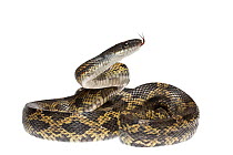 Texas Rat Snake (Elaphe obsolete lindheimeri) Texas, USA, April. Meetyourneighbours.net project.