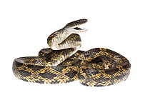 Texas Rat Snake (Elaphe obsolete lindheimeri) Texas, USA. Meetyourneighbours.net project.