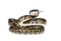 Texas Rat Snake (Elaphe obsolete lindheimeri) Texas, USA. Meetyourneighbours.net project.
