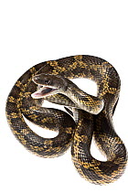 Texas Rat Snake (Elaphe obsolete lindheimeri) Texas, USA, April. Meetyourneighbours.net project.