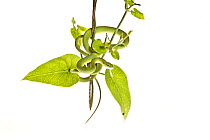 Rough Green Snake (Opheodrys aestivus) Texas, USA. May. Meetyourneighbours.net project