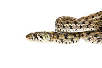 Checkered garter snake (Thamnophis marcianus) Texas, USA, May. Meetyourneighbours.net project.