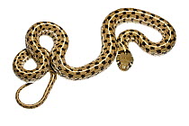 Checkered garter snake (Thamnophis marcianus) Texas, USA, May. Meetyourneighbours.net project.