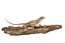 Texas spiny lizard (Sceloporus olivaceus) Texas, USA, May. Meetyourneighbours.net project.