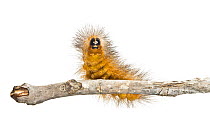 Tiger Moth caterpillar (Arctiidae) Texas, USA, April. Meetyourneighbours.net project.