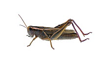 Two-Striped Grasshopper (Melanoplus bivittatus) Washington, USA, October. Meetyourneighbours.net project.
