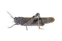 Carolina Grasshopper (Dissosteira carolina) Washington, USA, October. Meetyourneighbours.net project.