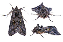 Alfalfa Looper Moth (Autographa californica) composite, Snohomish County, Washington, USA. Meetyourneighbours.net project.