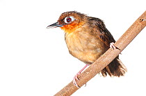 Rufous-throated antbird (Gymnopithys rufigula) Iwokrama, Guyana. Meetyourneighbours.net project
