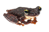 Manaus slender-legged tree frog (Osteocephalus taurinus) Iwokrama, Guyana. Meetyourneighbours.net project