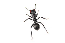 Gliding ant (Cephalotes atratus) Iwokrama, Guyana. Meetyourneighbours.net project