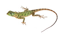 Blue-lipped tree lizard (Plica umbra) Iwokrama, Guyana. Meetyourneighbours.net project