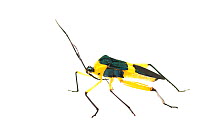 Leaf-footed bug (Coreidae) Iwokrama, Guyana. Meetyourneighbours.net project