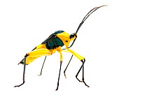 Leaf-footed bug (Coreidae) Iwokrama, Guyana. Meetyourneighbours.net project