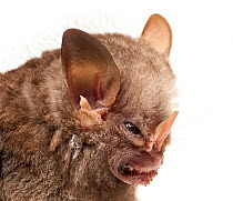Little white-shouldered bat (Ametrida centurio) head portrait, Surama, Guyana. Meetyourneighbours.net project