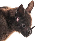 Greater spear nosed bat (Phyllostomus hastatus) portrait, Surama, Guyana. Meetyourneighbours.net project
