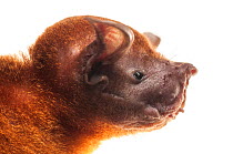 Greater bulldog bat (Noctilio leporinus) portrait, Surama, Guyana. Meetyourneighbours.net project