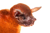 Greater bulldog bat (Noctilio leporinus) portrait, Surama, Guyana. Meetyourneighbours.net project