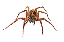 Wandering spider (Ctenus sp) Surama, Guyana. Meetyourneighbours.net project