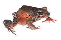 Knudsen's bullfrog (Leptodactylus knudseni) Surama, Guyana. Meetyourneighbours.net project