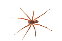 Wandering spider (Ctenus sp) Surama, Guyana. Meetyourneighbours.net projectJuly, 2013