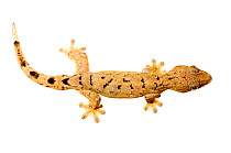 Turnip-tailed gecko (Thecadactylus rapicauda) Iwokrama, Guyana. Meetyourneighbours.net project