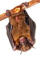 Yellow-shouldered bat (Sturnira tildae) Iwokrama, Guyana. Meetyourneighbours.net projectJuly, 2013