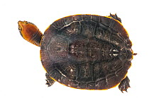Twist neck turtle (Platemys platycephala) Iwokrama, Guyana. Meetyourneighbours.net project
