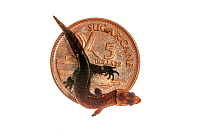 Amazon clawed gecko (Pseudogonatodes guianensis) on Guyanan 5 dollar coin for size comparison, Iwokrama, Guyana. Meetyourneighbours.net project