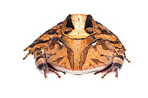 Horned frog (Ceratophrys cornuta) Iwokrama, Guyana. Meetyourneighbours.net project