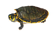 Yellow-spotted river turtle (Podocnemis unifilis) Yupukari, Guyana. Meetyourneighbours.net project