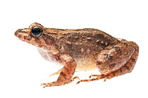 Windward Ditch Frog (Leptodactylus validus) Yupukari, Guyana. Meetyourneighbours.net project
