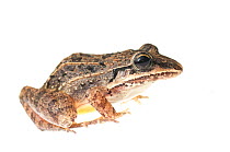 Whistling frog (Leptodactylus fuscus) Yupukari, Guyana. Meetyourneighbours.net project