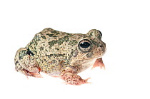 Colombian four-eyed frog (Pleurodema brachyops) Yupukari, Guyana. Meetyourneighbours.net project