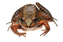 Neotropical Grass Frog (Leptodactylus guianensis) Kanuku Mountains, Guyana. Meetyourneighbours.net project
