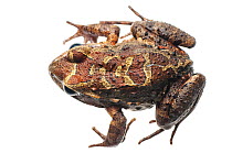 Neotropical grass frog (Leptodactylus sp) Kanuku Mountains, Guyana. Meetyourneighbours.net project