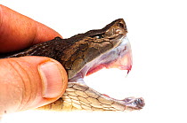 Common lancehead (Bothrops atrox) with person holding jaw open to show fangs, Kanuku Mountains, Guyana. Meetyourneighbours.net project