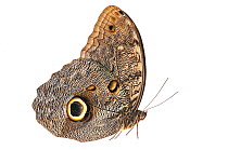 Owl Butterfly (Caligo telamonius) Kanuku Mountains, Guyana. Meetyourneighbours.net project