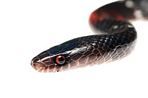 Calico snake (Oxyrhopus melanogenys) Kanuku Mountains, Guyana. Meetyourneighbours.net project